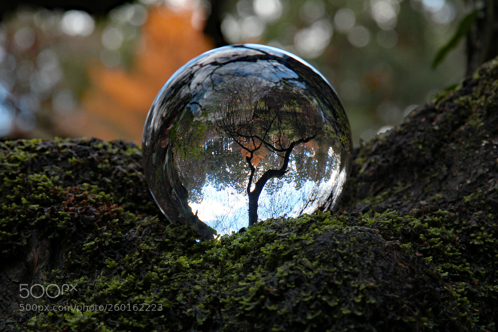 Canon EOS 60D sample photo. Autumn photography