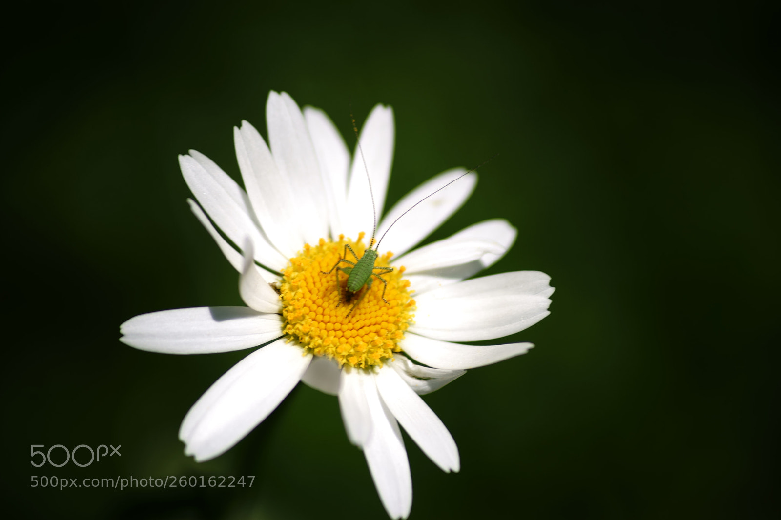 Sony a7 II sample photo. Grasshopper on daisy photography