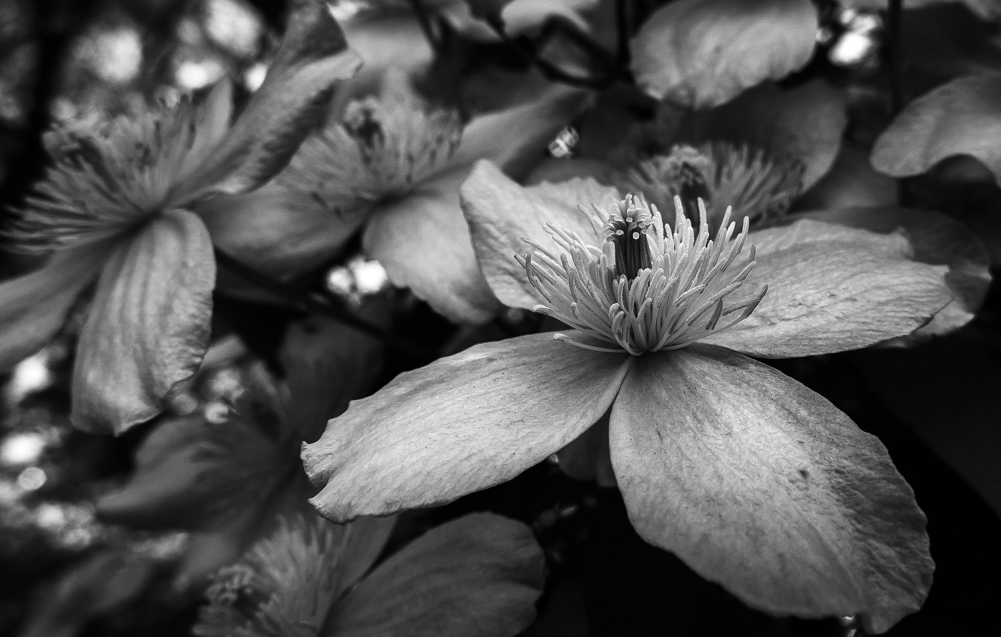Canon PowerShot G1 X Mark II sample photo. Spring keeps on photography