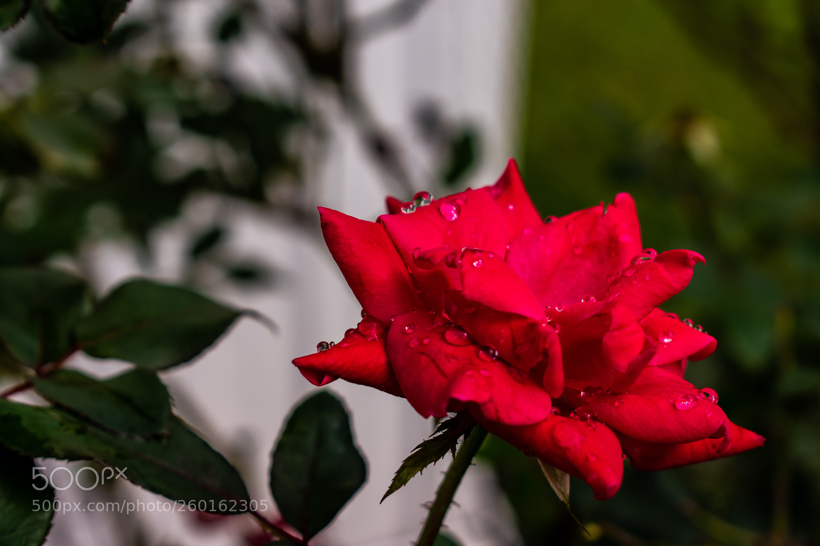 Nikon D3400 sample photo. Red drenched in rain photography