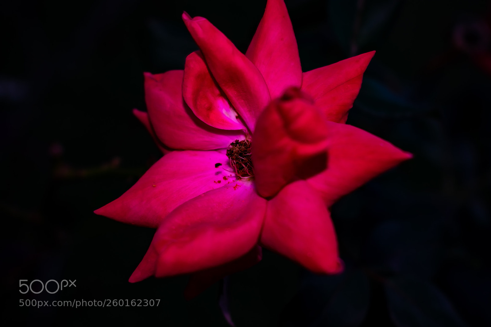 Nikon D3400 sample photo. Nights with the flowers photography