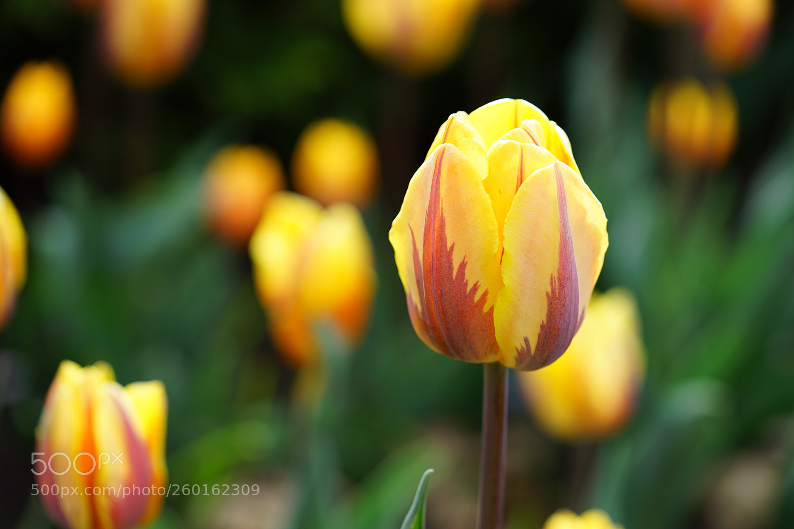 Sony a7 II sample photo. Pretty princess tulip flower photography