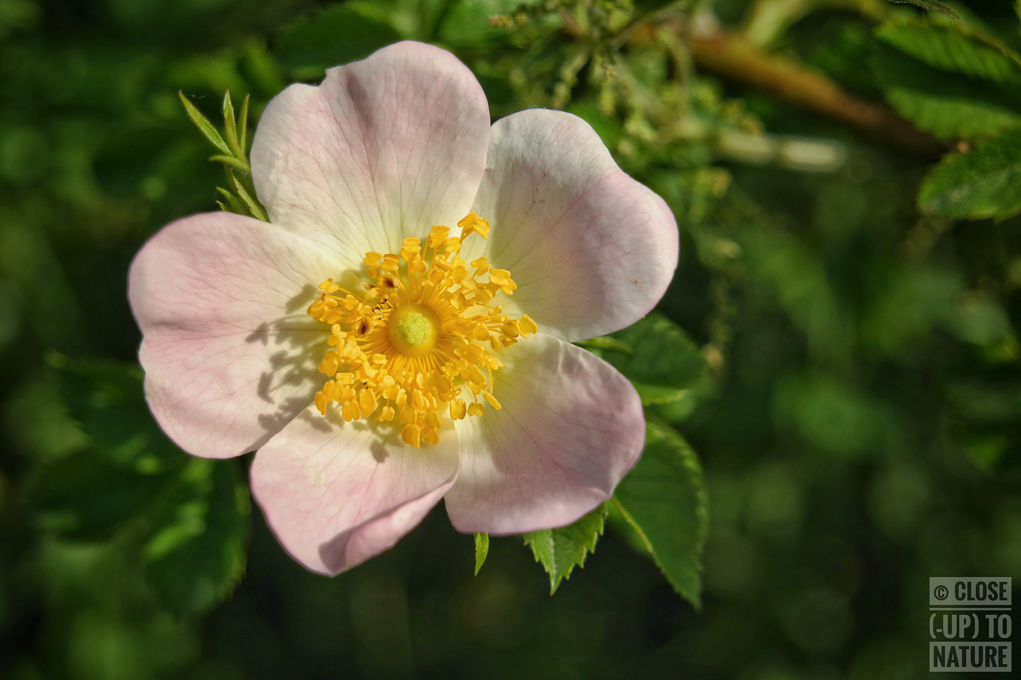 Samsung NX300M sample photo. Rosa canina (4) photography