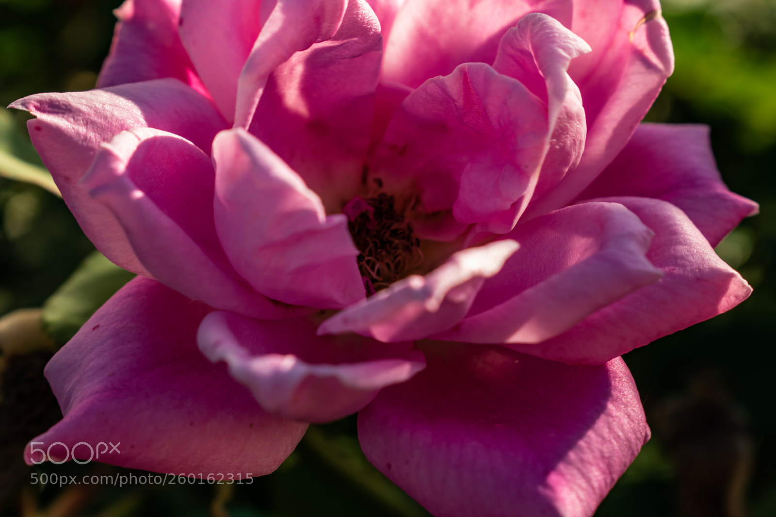 Nikon D3400 sample photo. Blooming time photography