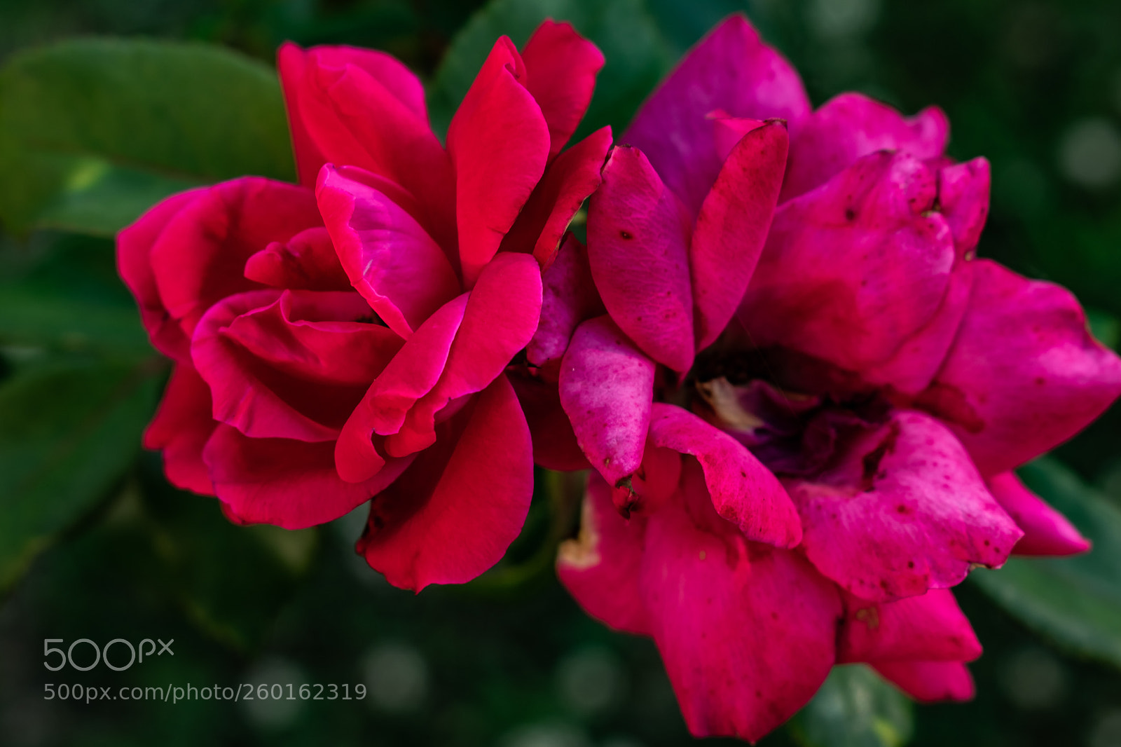 Nikon D3400 sample photo. Bloom/death photography