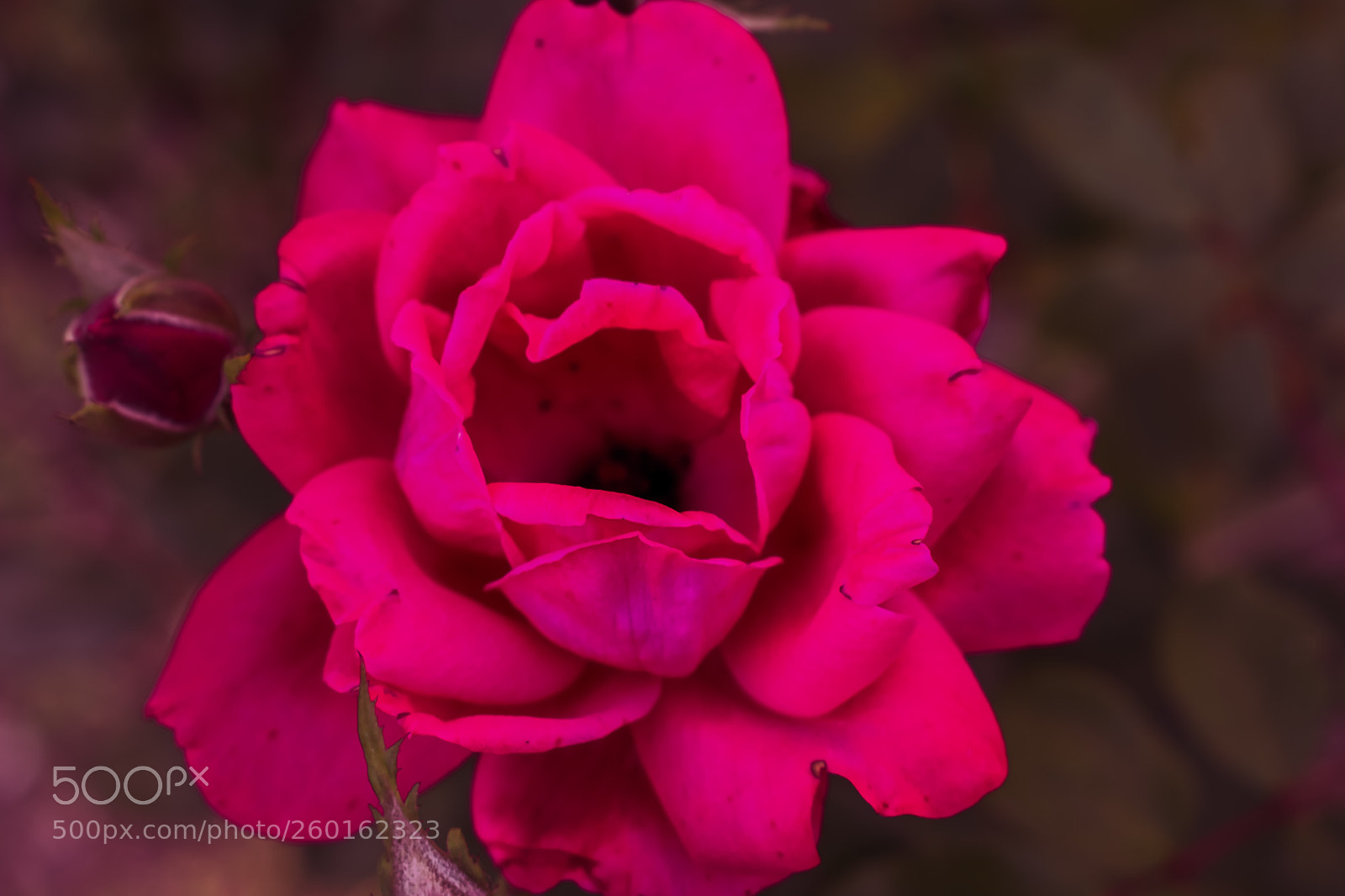 Nikon D3400 sample photo. I am feeling pink photography
