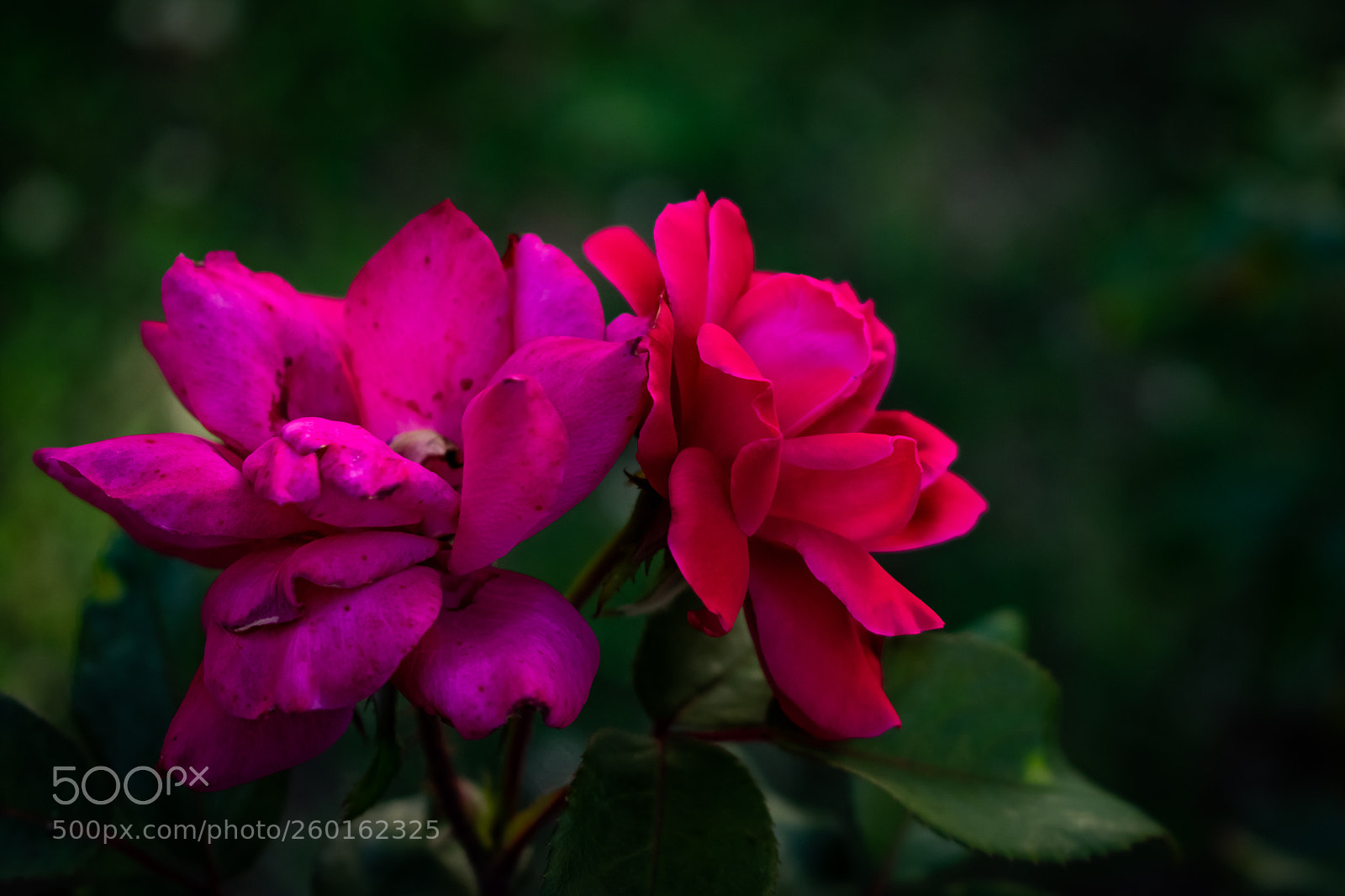 Nikon D3400 sample photo. It takes two to photography