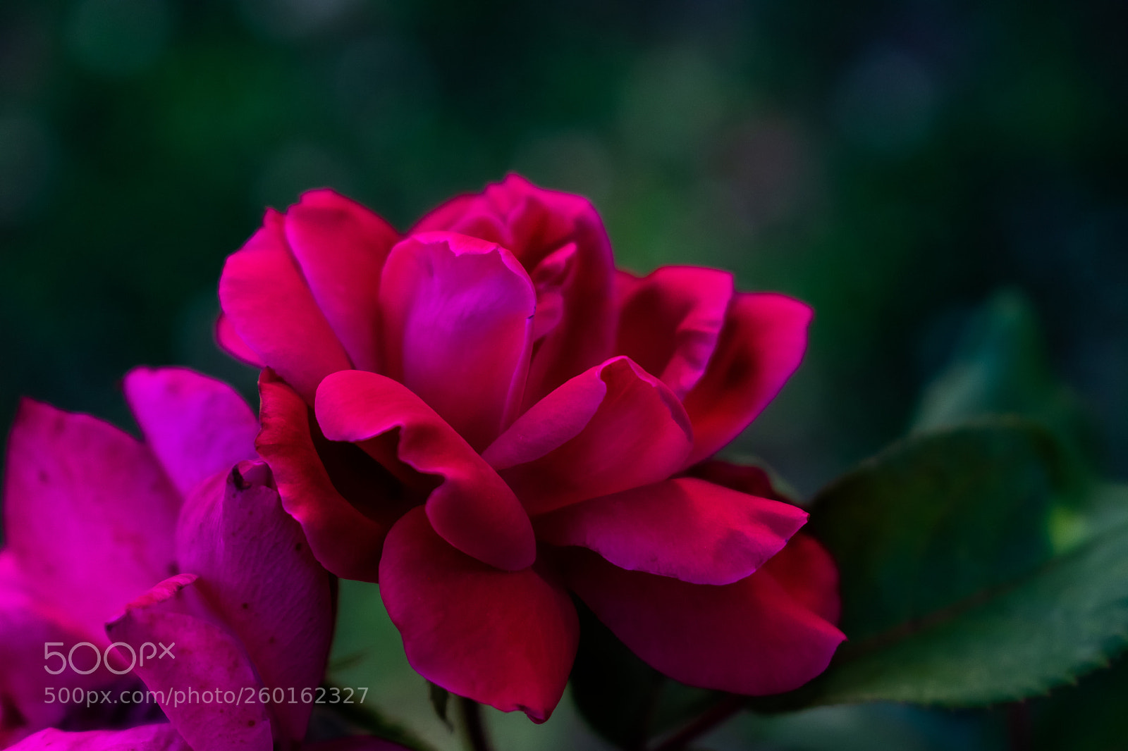 Nikon D3400 sample photo. Serenity within blooming photography