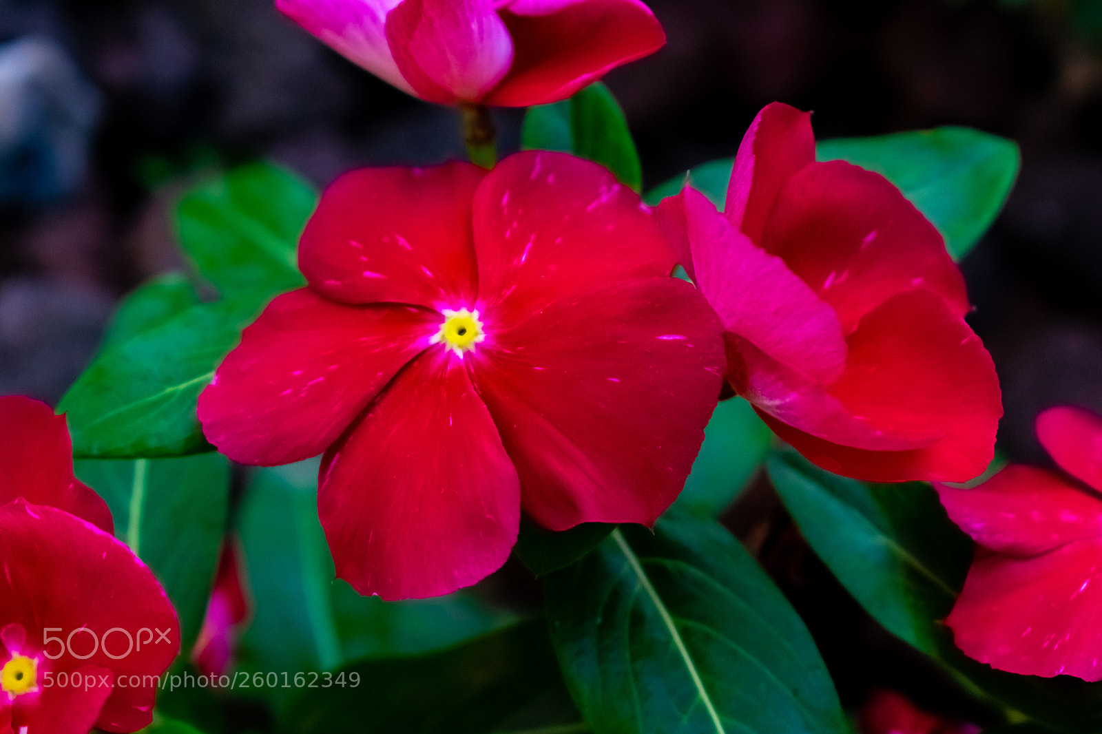 Nikon D3400 sample photo. Love of red photography