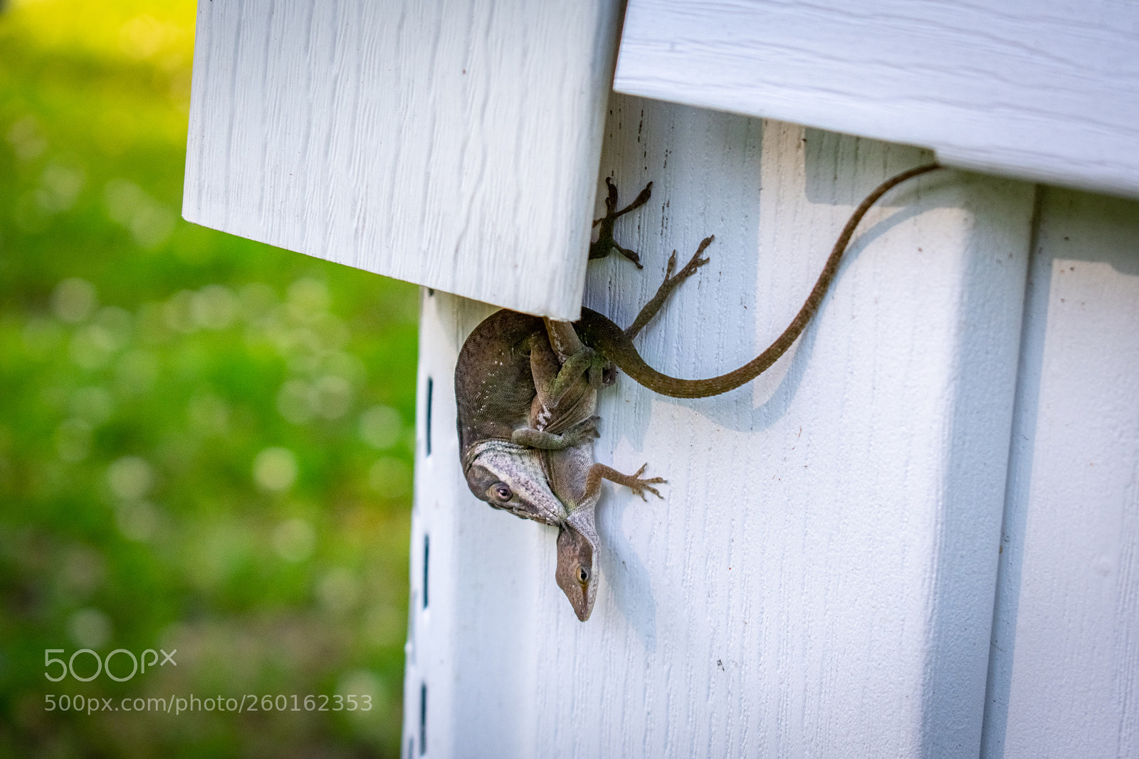 Nikon D3400 sample photo. Mating in the summer photography