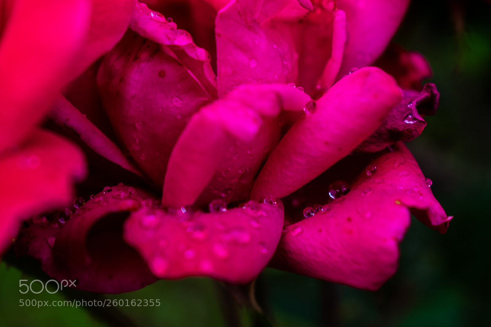 Nikon D3400 sample photo. Water droplets on pink photography