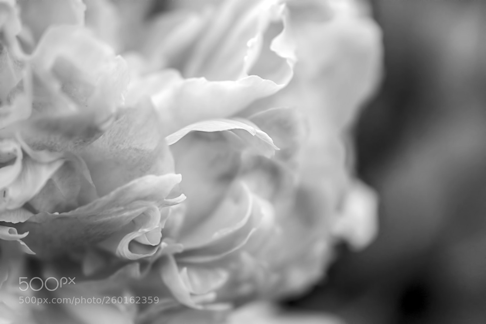 Nikon D7200 sample photo. Peony photography