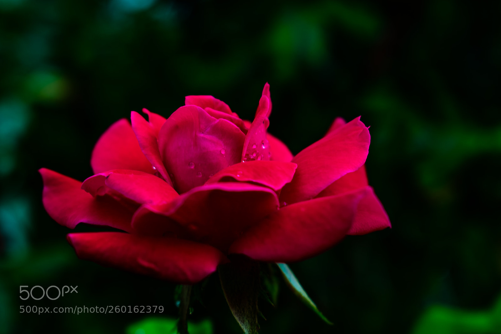 Nikon D3400 sample photo. Cameras out for blooming photography