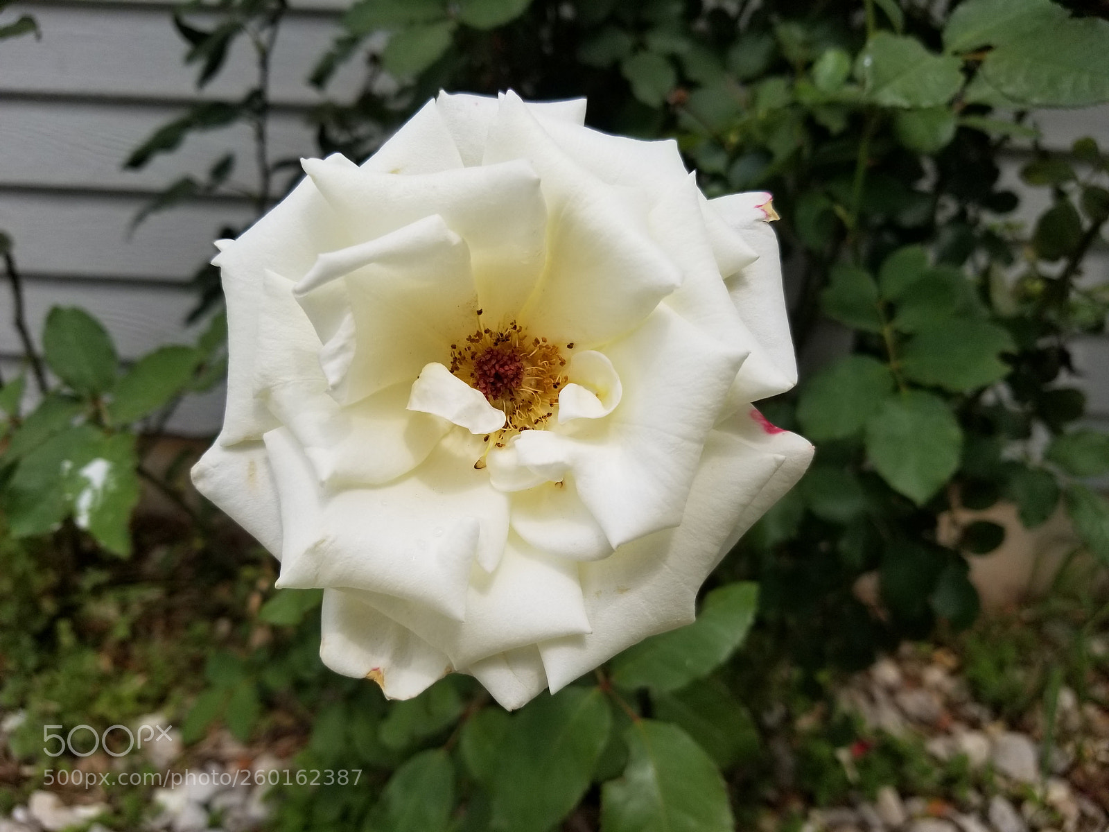 Samsung Galaxy S8 sample photo. Blooming white rose photography