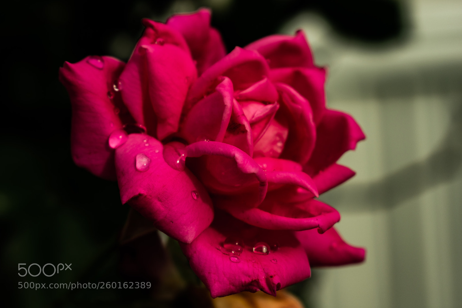 Nikon D3400 sample photo. Lovely petals with rain photography