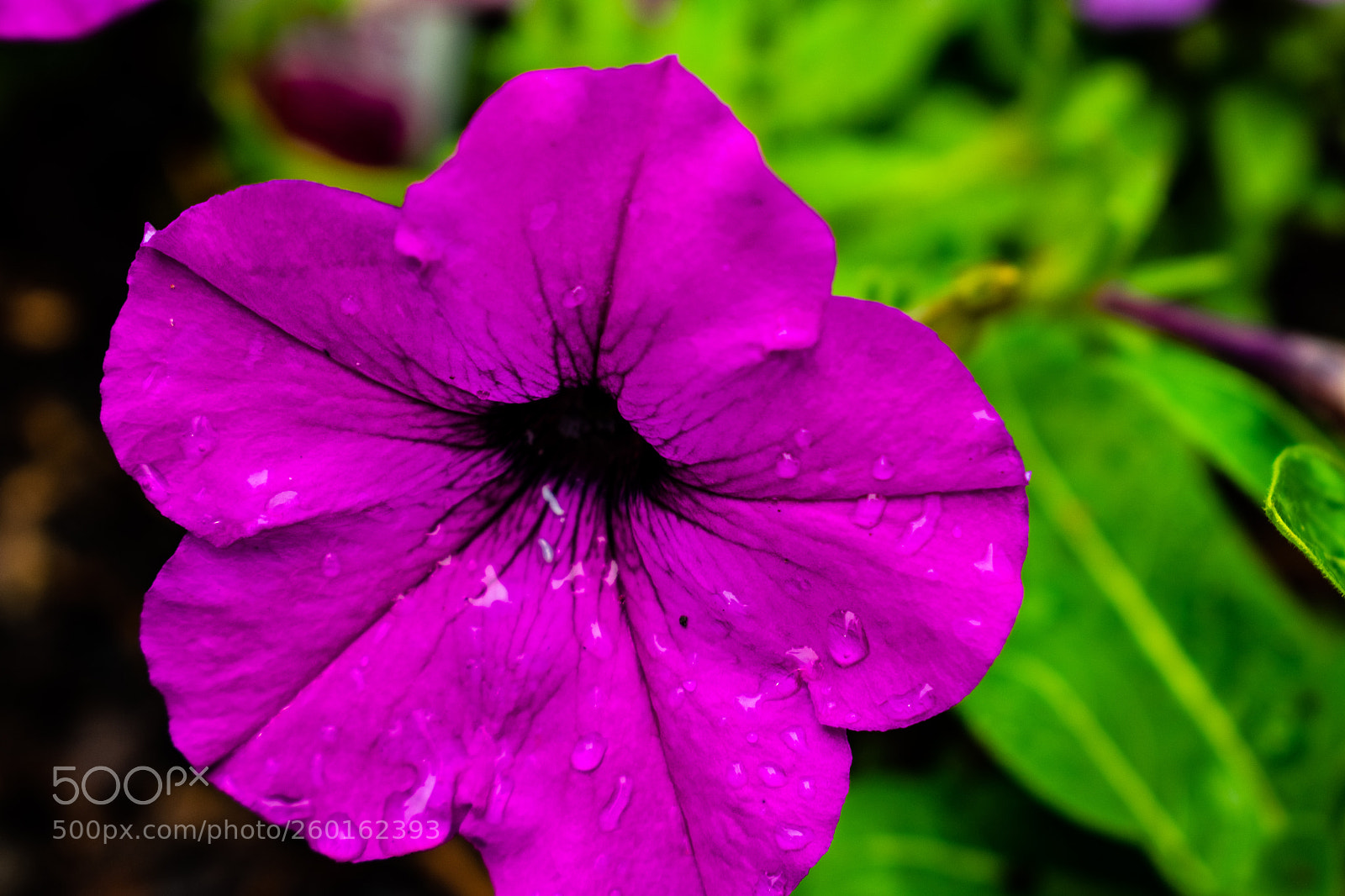 Nikon D3400 sample photo. Mr. purple photography