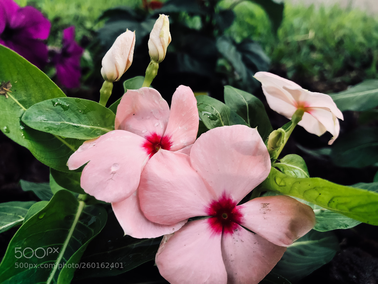 Apple iPhone 8 Plus sample photo. A blooming photo op photography