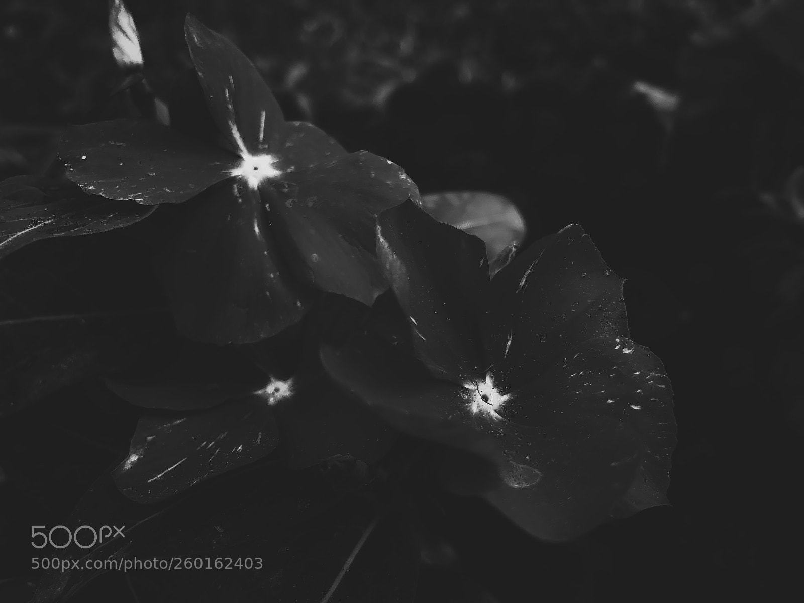 Apple iPhone 8 Plus sample photo. Charcoal on petals photography