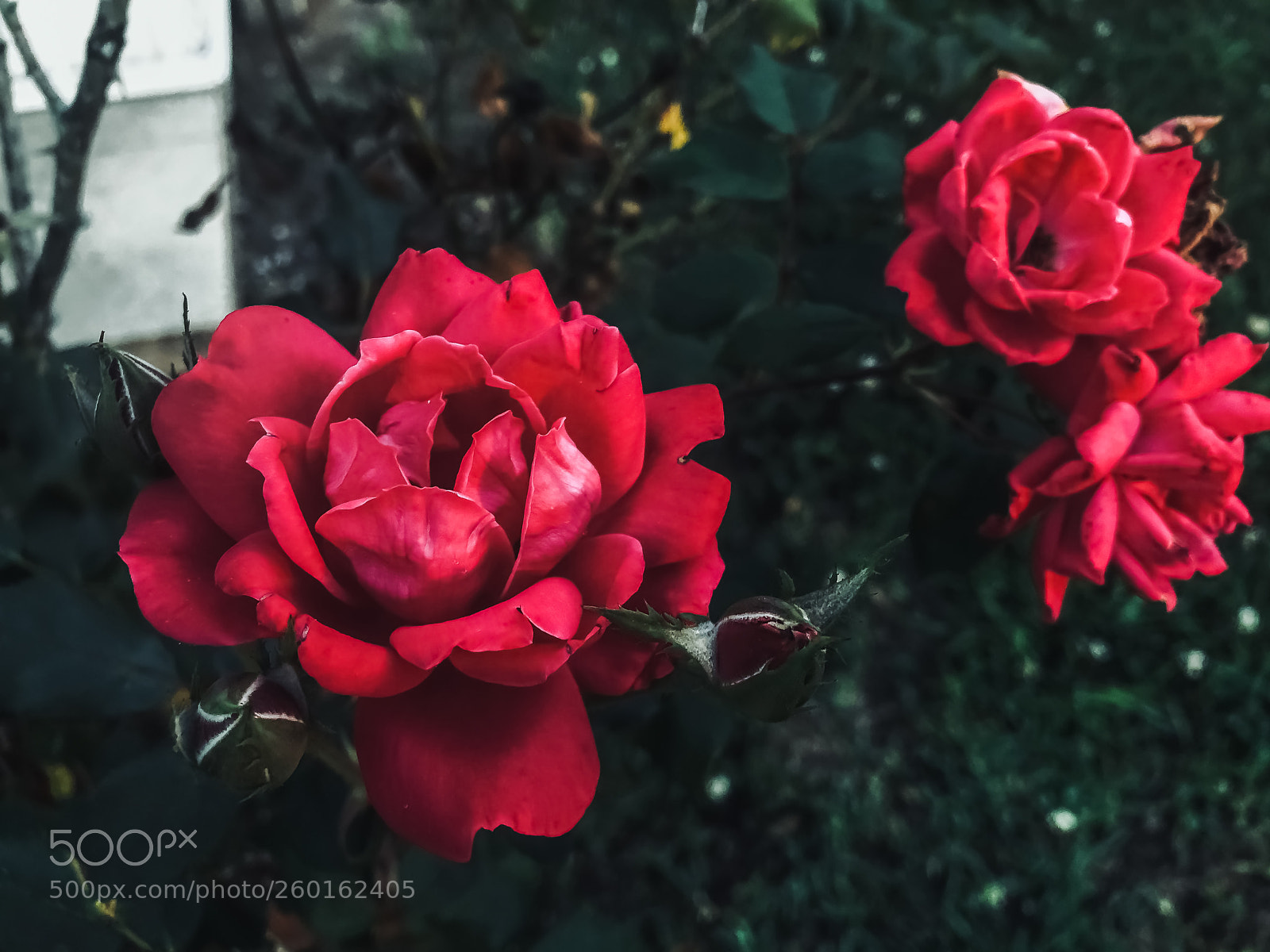 Apple iPhone 8 Plus sample photo. Ms. red and the photography