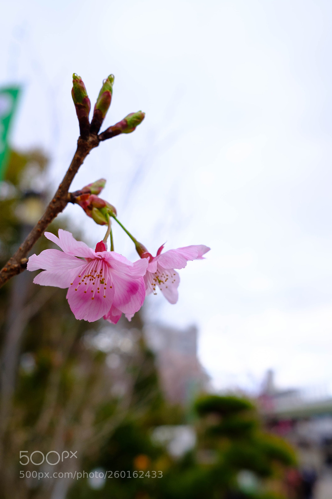 Fujifilm X-E3 sample photo. Sakura photography