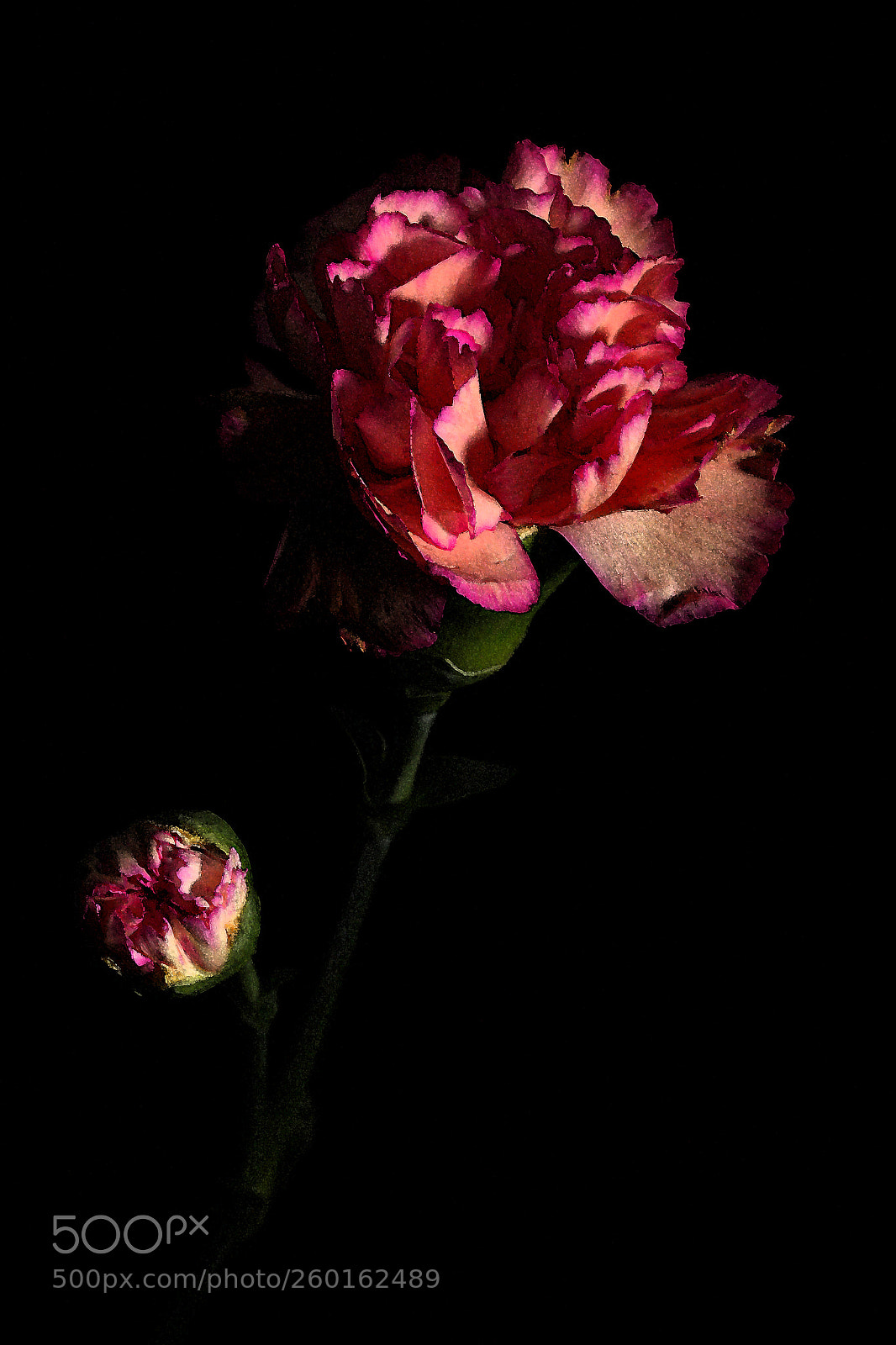 Canon EOS 60D sample photo. Carnation photography