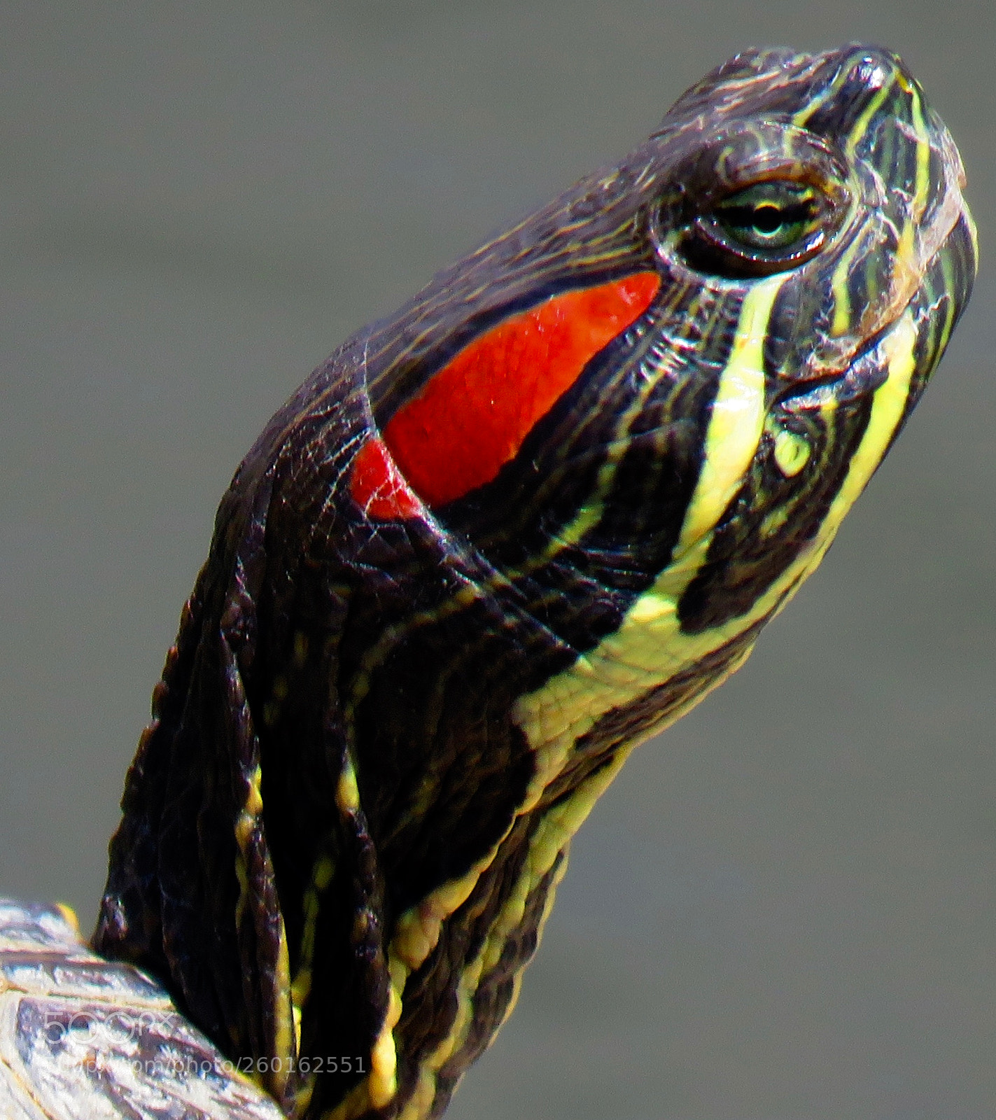 Canon PowerShot SX60 HS sample photo. Red ear photography