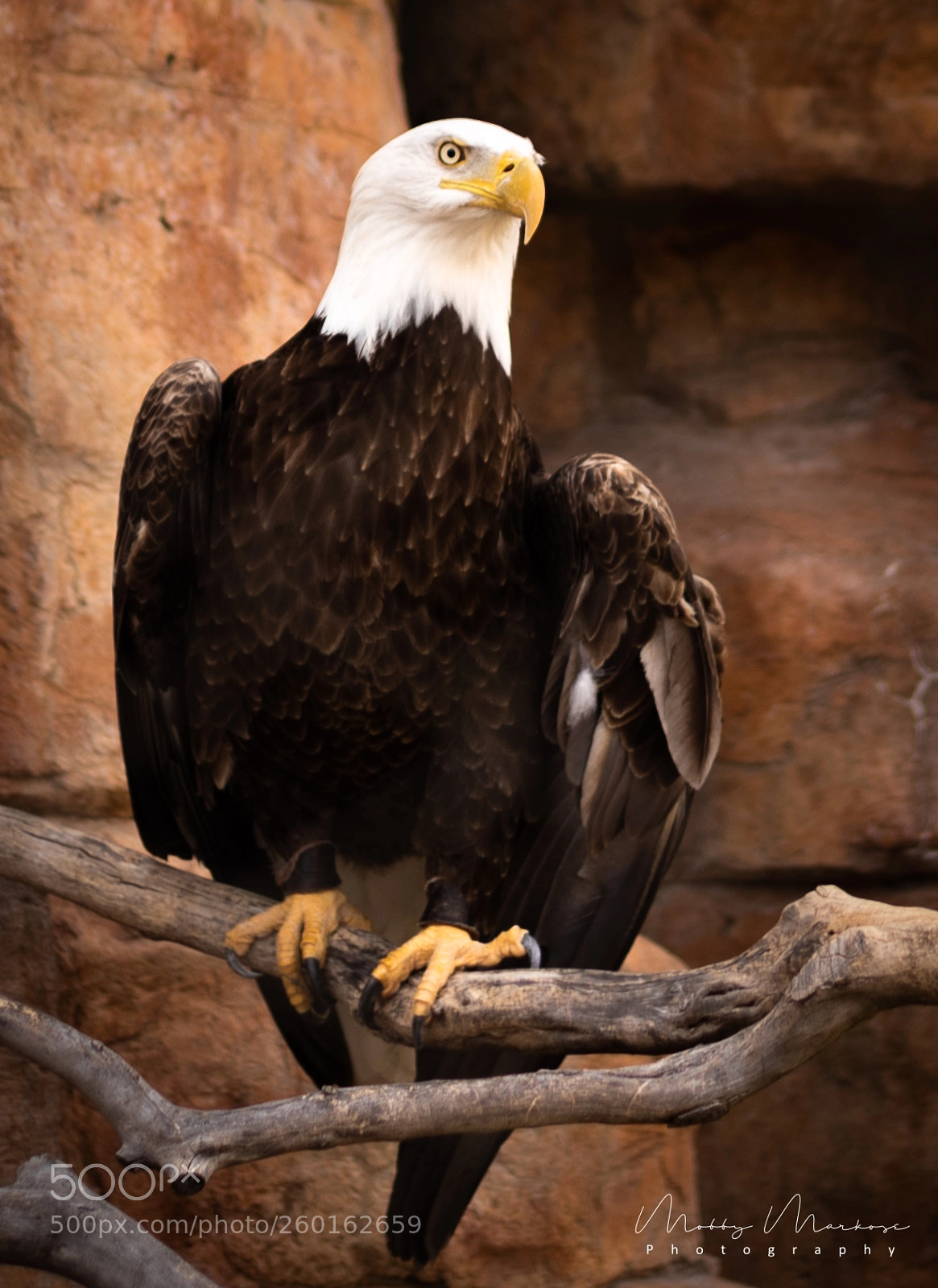 Nikon D750 sample photo. Americas national bird photography
