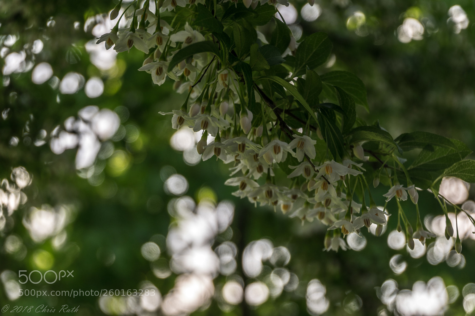 Nikon D5300 sample photo. Japanese snowbell photography