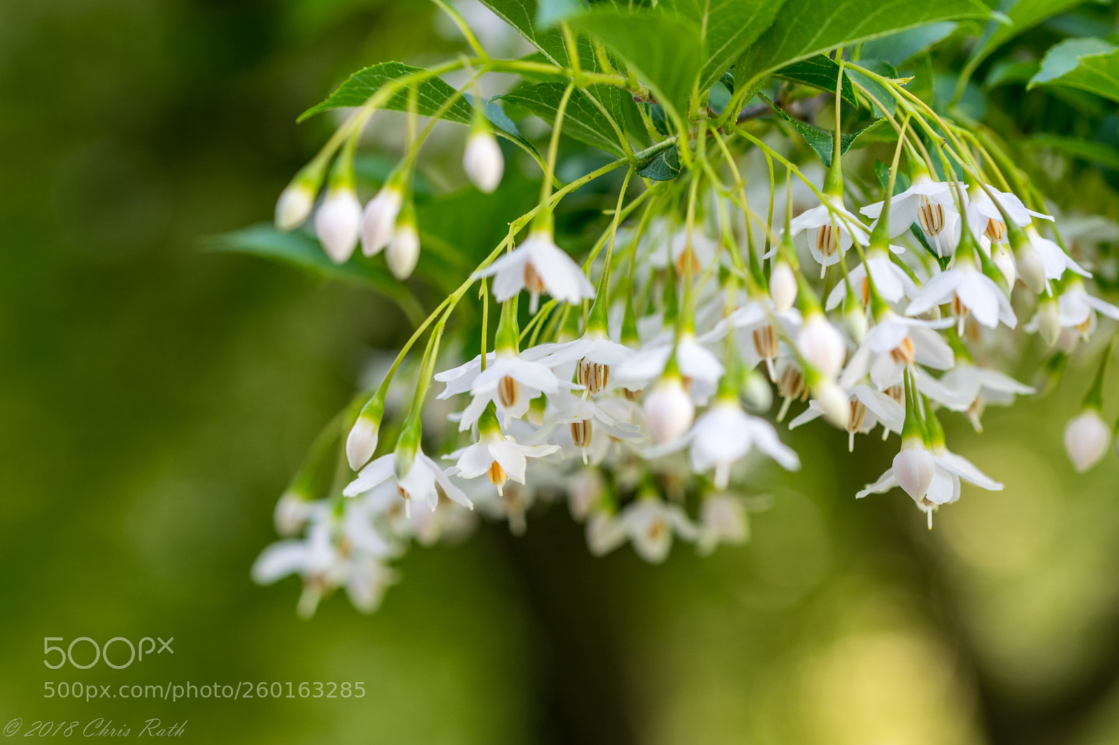 Nikon D5300 sample photo. Japanese snowbell photography