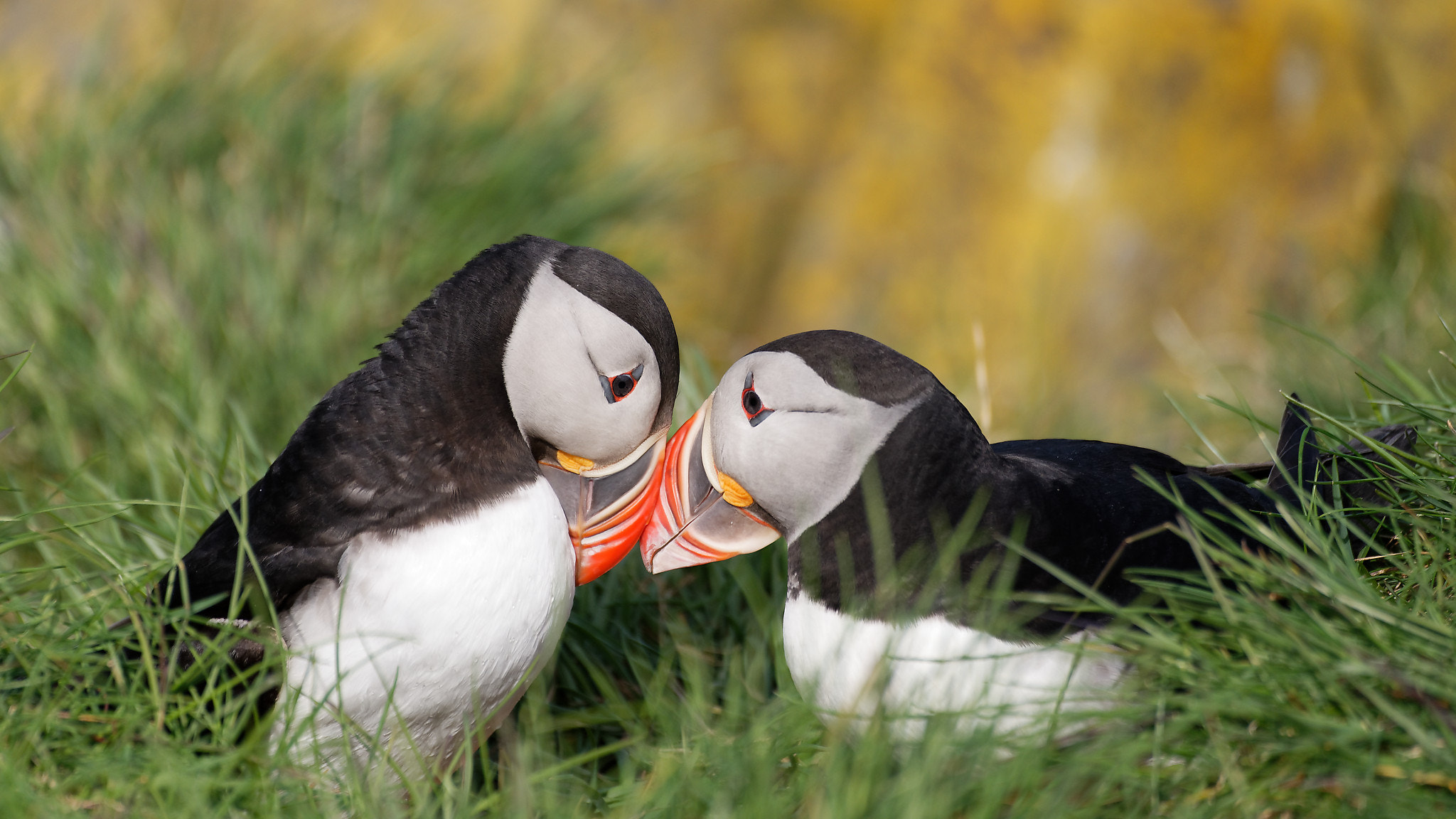 Nikon D750 + Sigma 150-600mm F5-6.3 DG OS HSM | C sample photo. Cooing puffins photography
