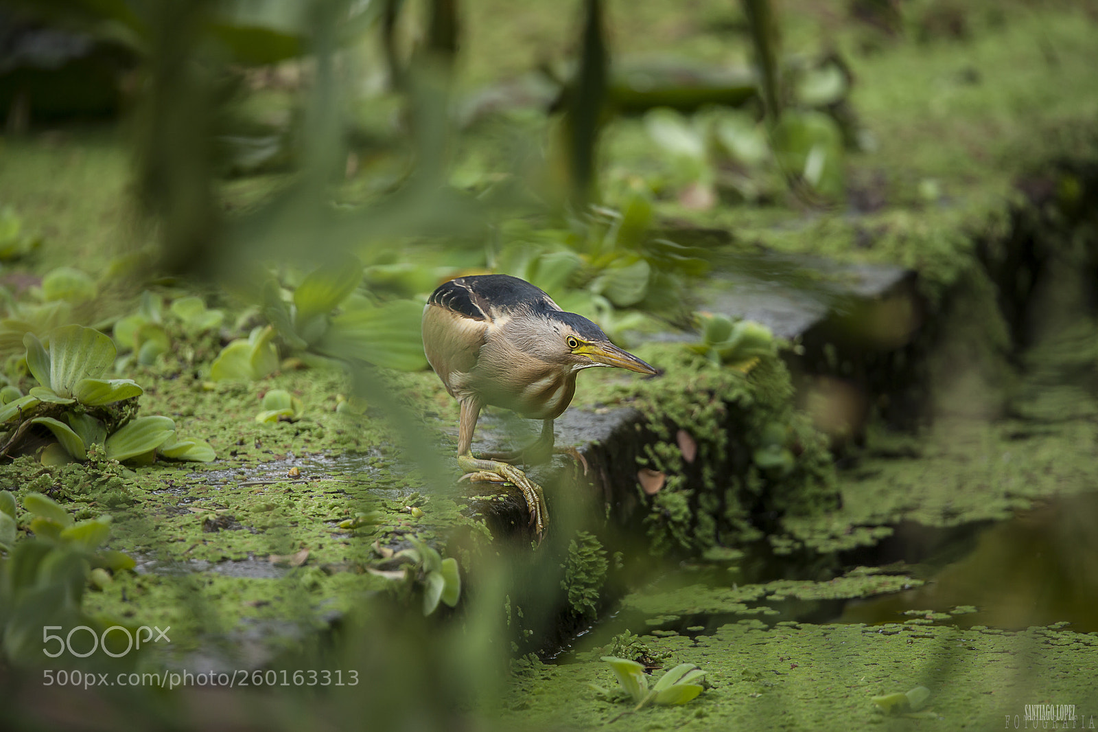Canon EOS 5D Mark II sample photo. Avetorillo photography