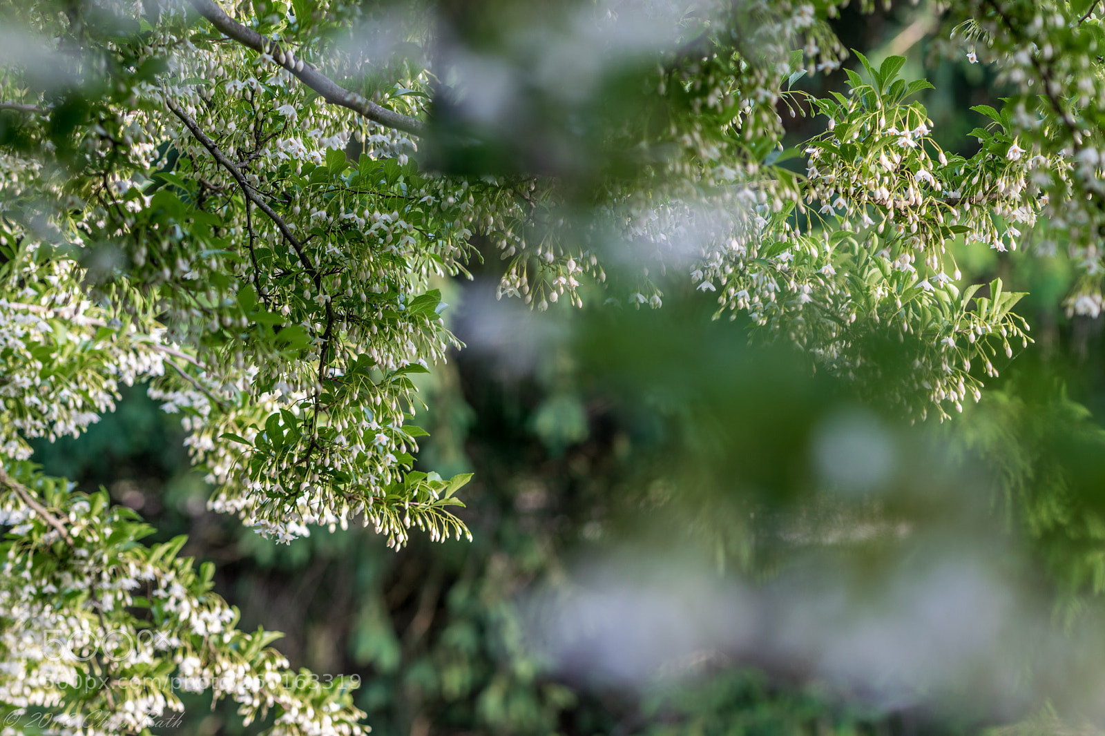 Nikon D5300 sample photo. Japanese snowbell photography