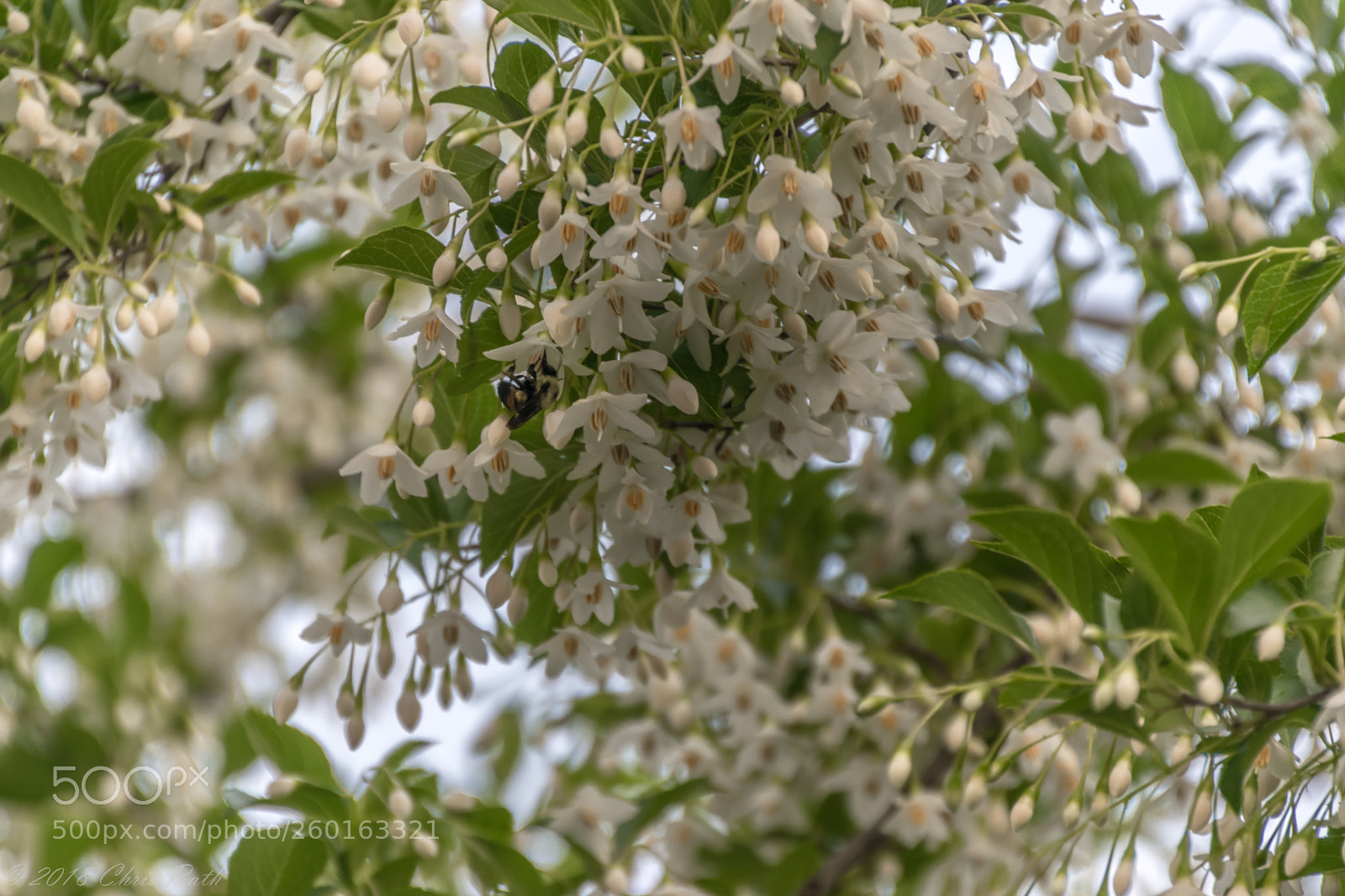 Nikon D5300 sample photo. Japanese snowbell photography