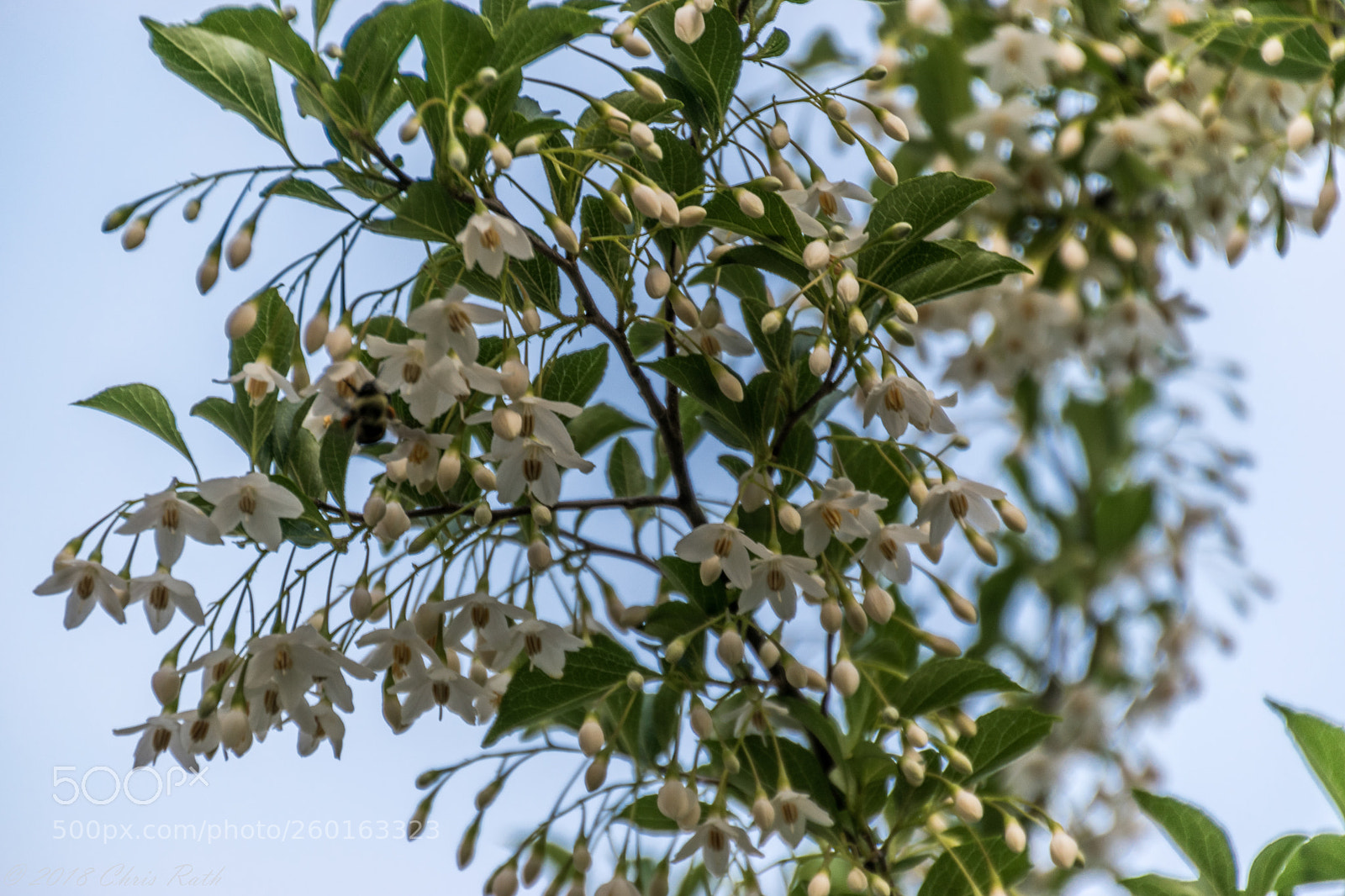 Nikon D5300 sample photo. Japanese snowbell photography