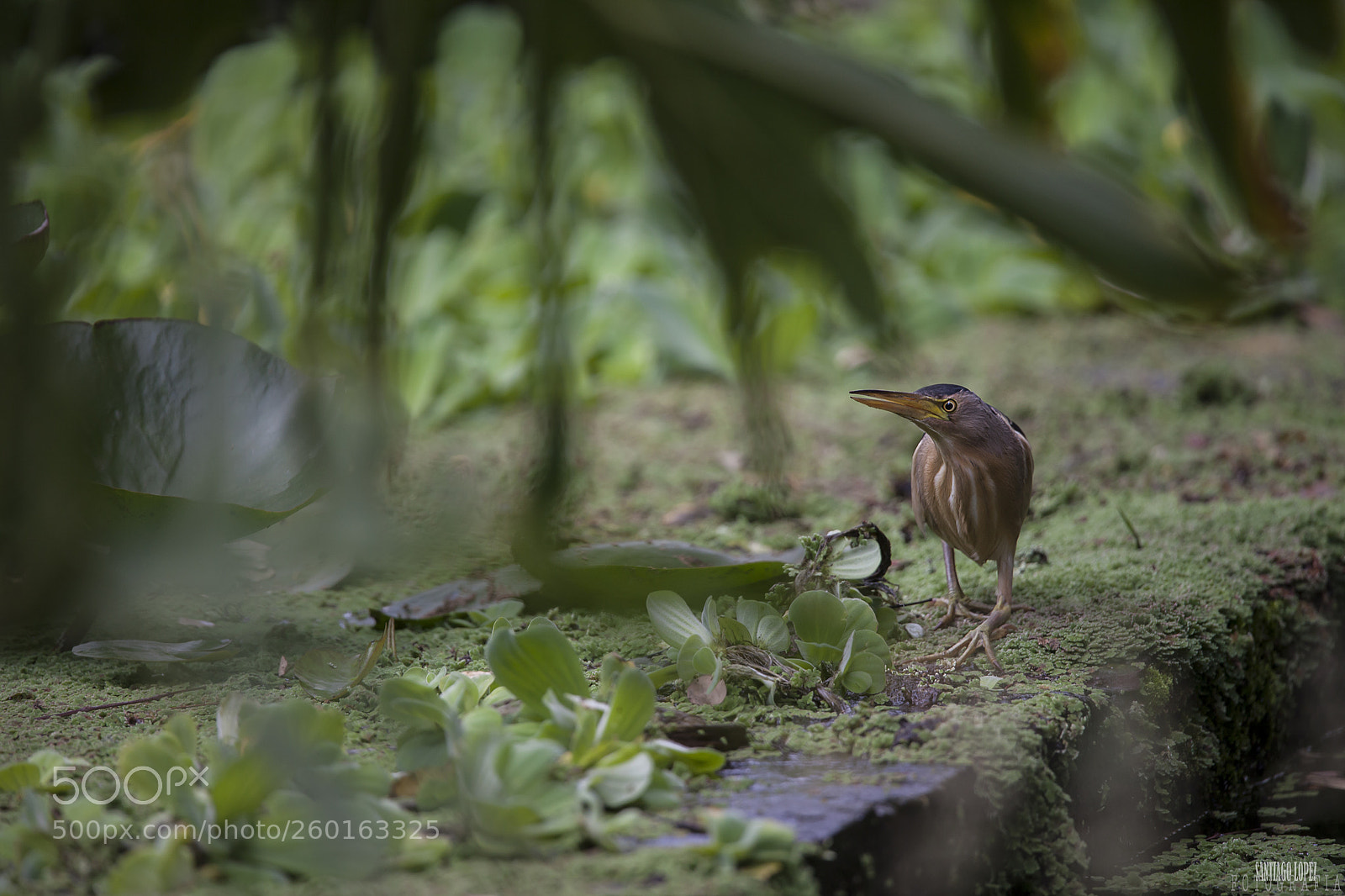 Canon EOS 5D Mark II sample photo. Avetorillo photography