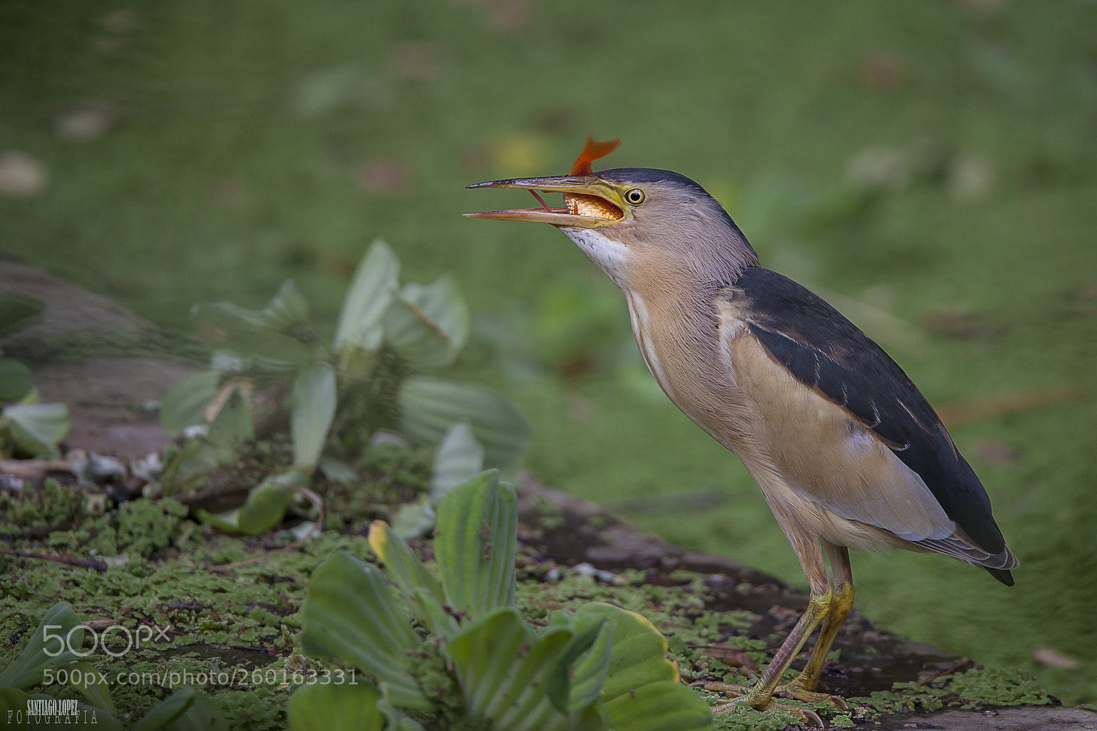 Canon EOS 5D Mark II sample photo. Avetorillo photography