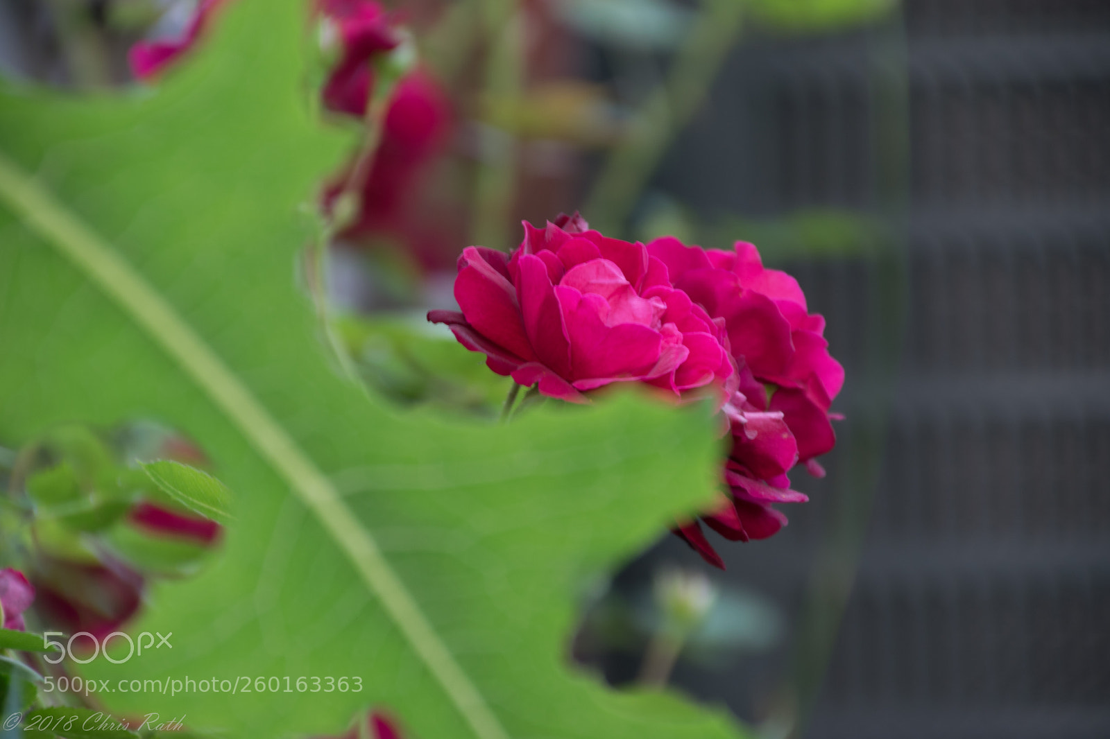 Nikon D5300 sample photo. Hidden rose photography