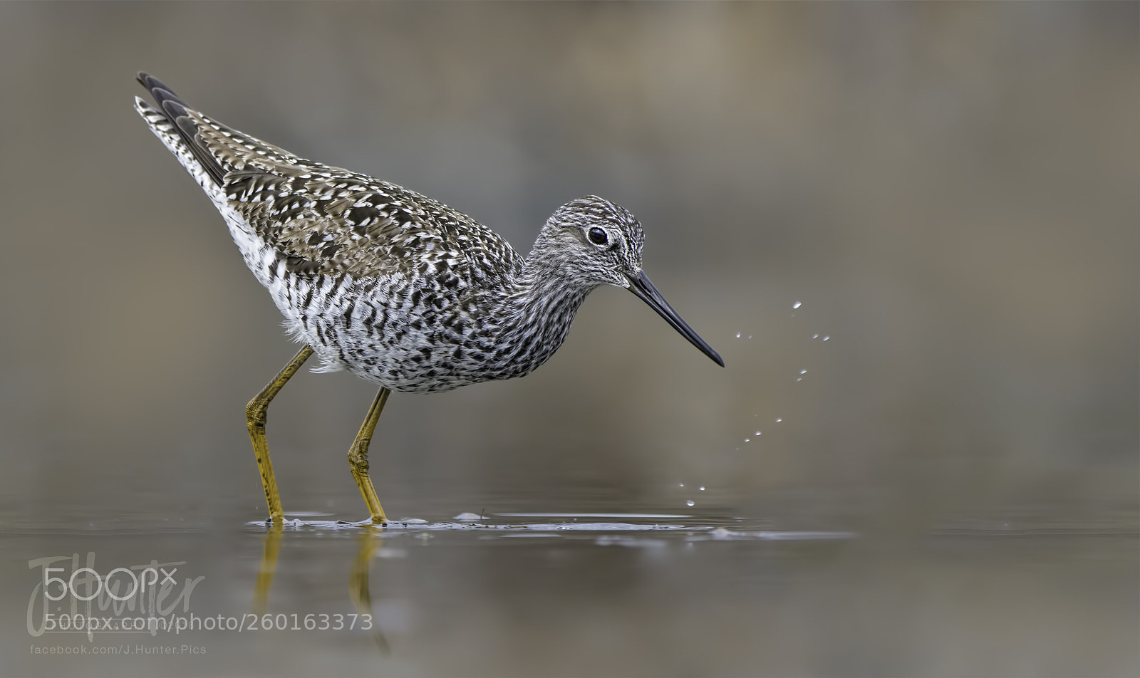 Nikon D500 sample photo. Greater yellowlegs photography