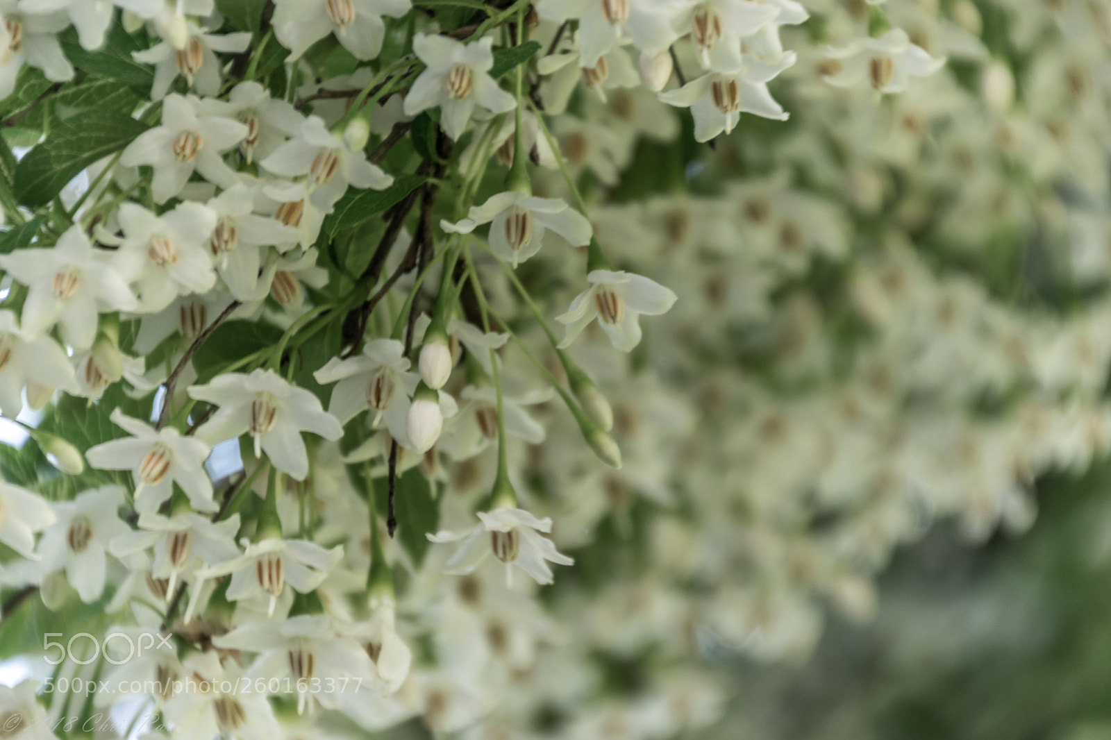 Nikon D5300 sample photo. Japanese snowbell photography