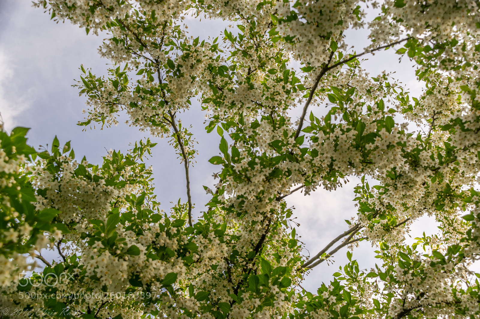 Nikon D5300 sample photo. Japanese snowbell photography