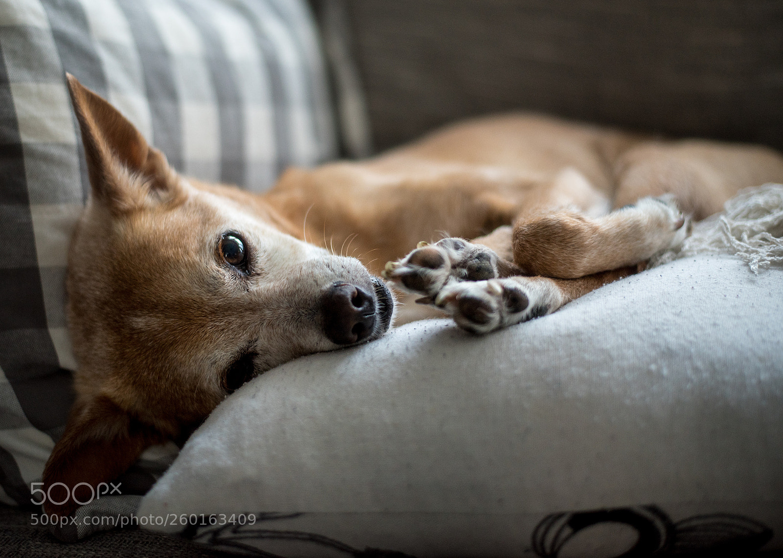 Nikon D750 sample photo. Tuckered out photography