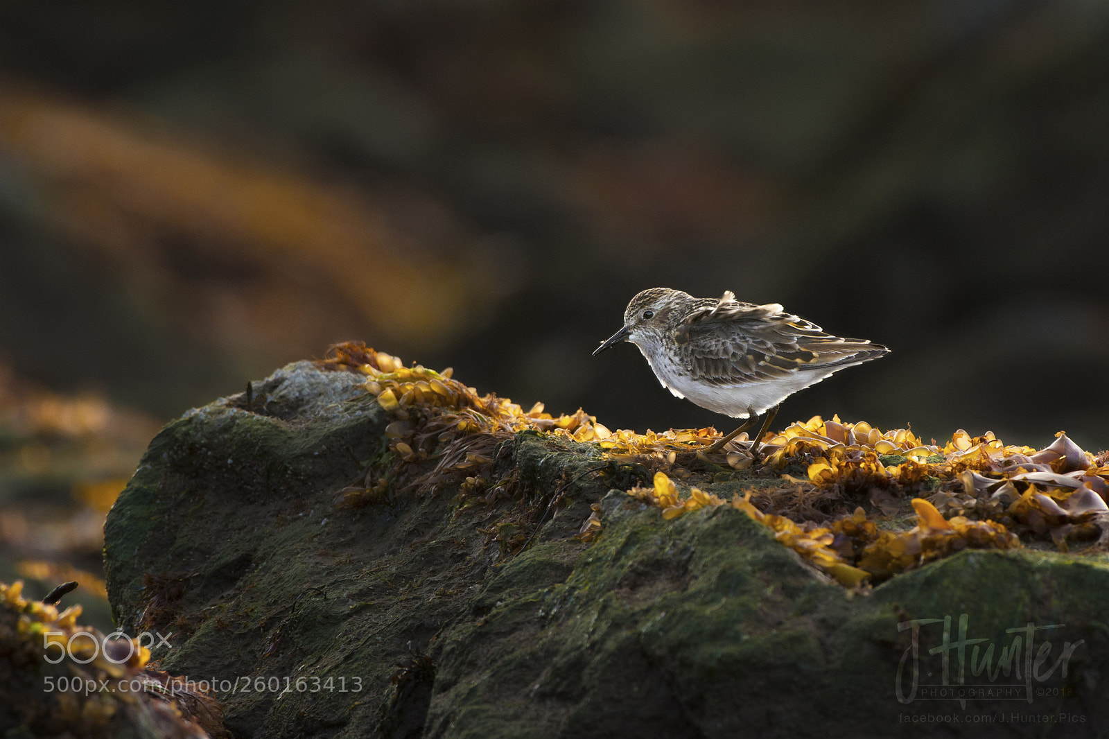 Nikon D500 sample photo. Least sandpiper photography
