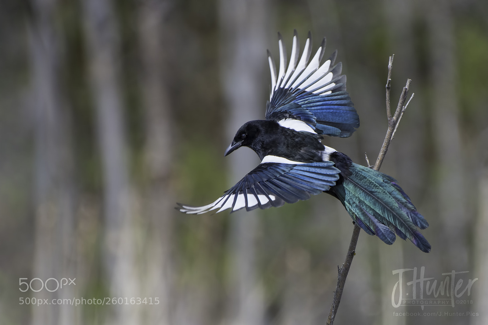 Nikon D500 sample photo. Magpie photography