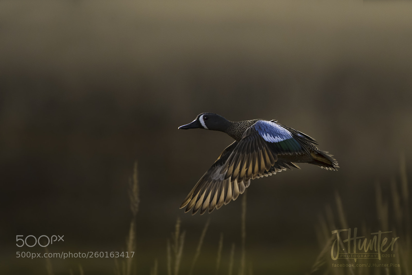 Nikon D500 sample photo. Blue-winged teal photography
