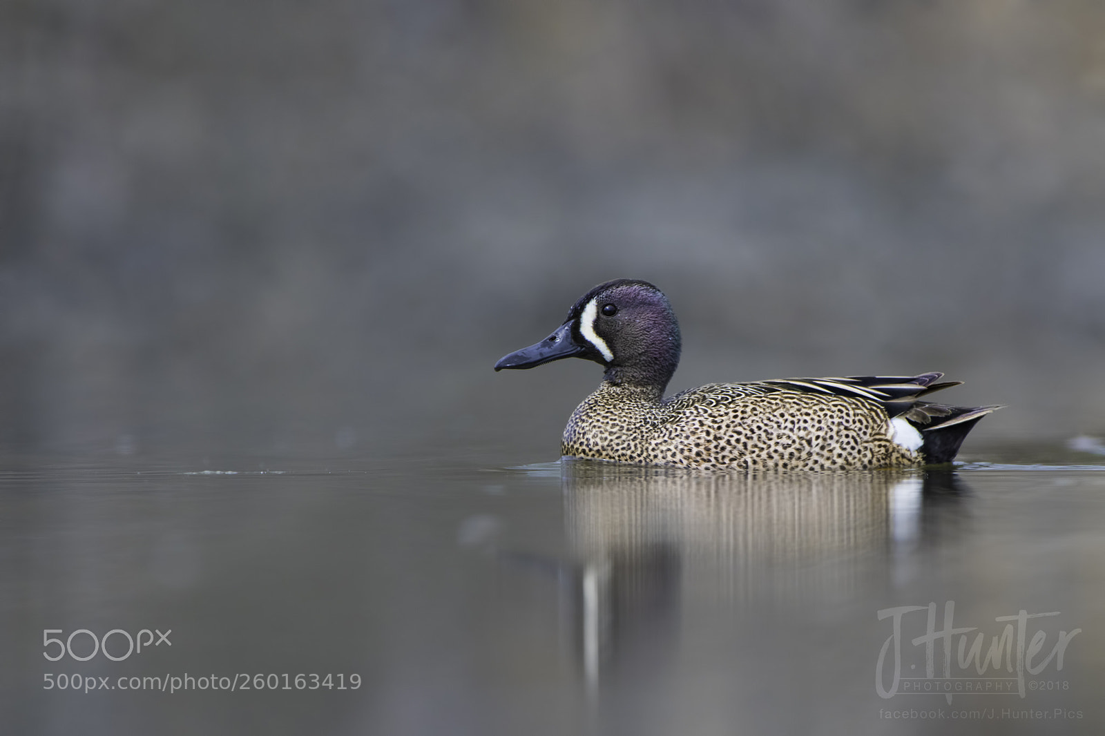 Nikon D500 sample photo. Blue-winged teal photography