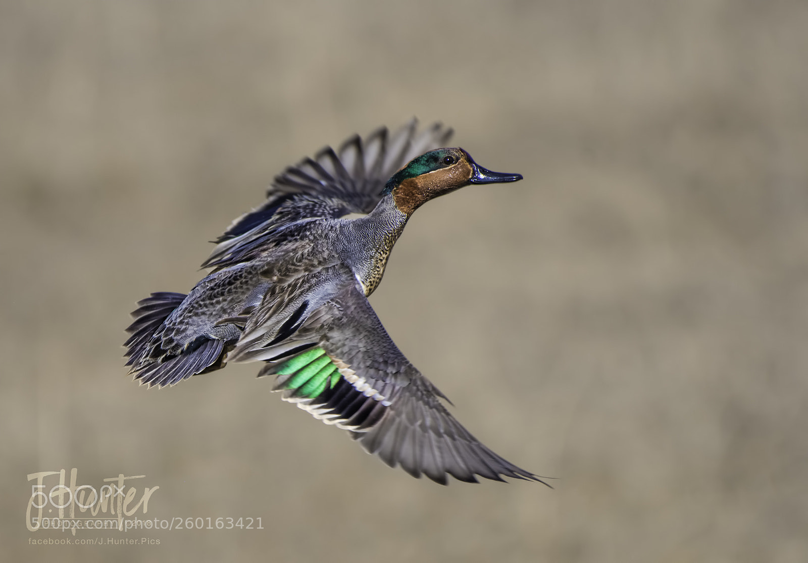 Nikon D500 sample photo. Green-winged teal photography