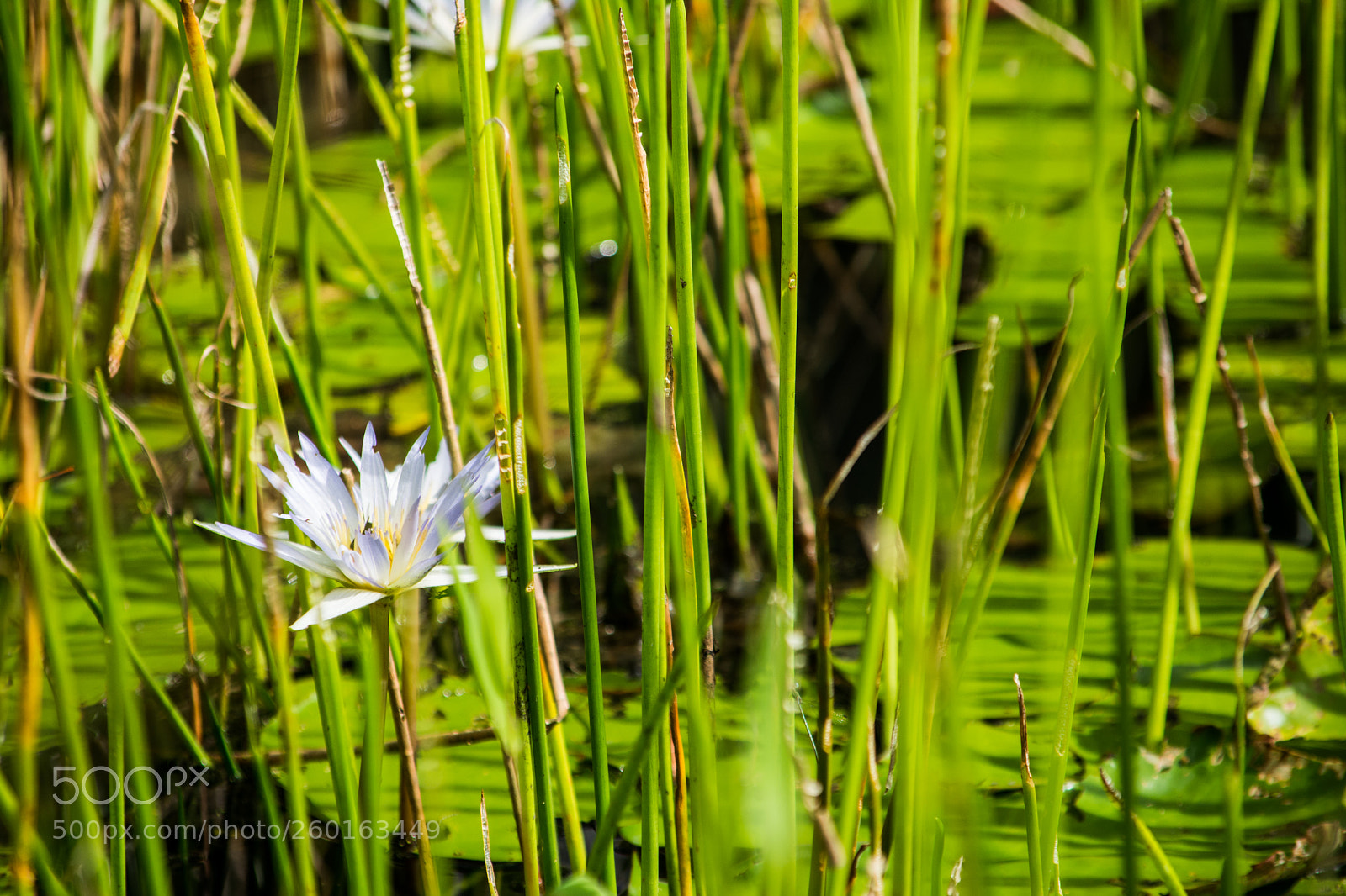 Nikon D7100 sample photo. Just a flower photography
