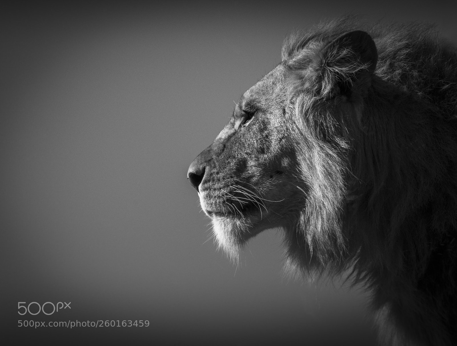 Nikon D810 sample photo. On watch! photography