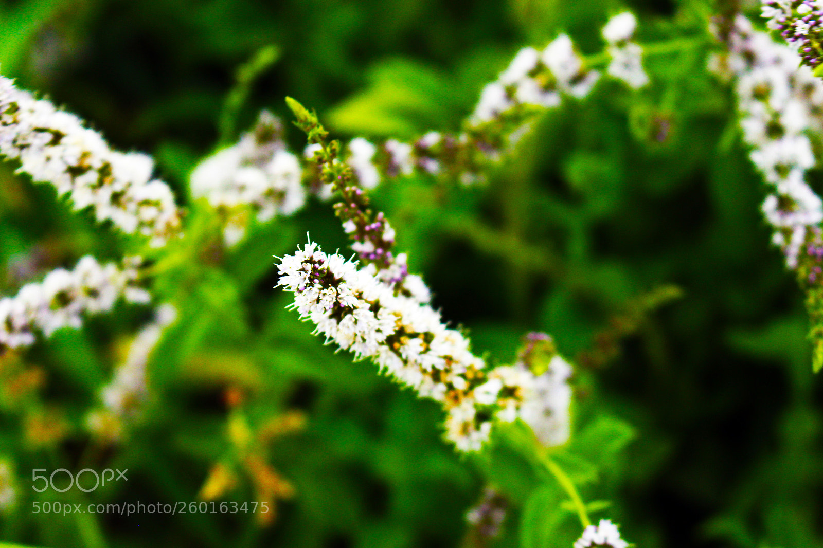Canon EOS 700D (EOS Rebel T5i / EOS Kiss X7i) sample photo. Flowers photography