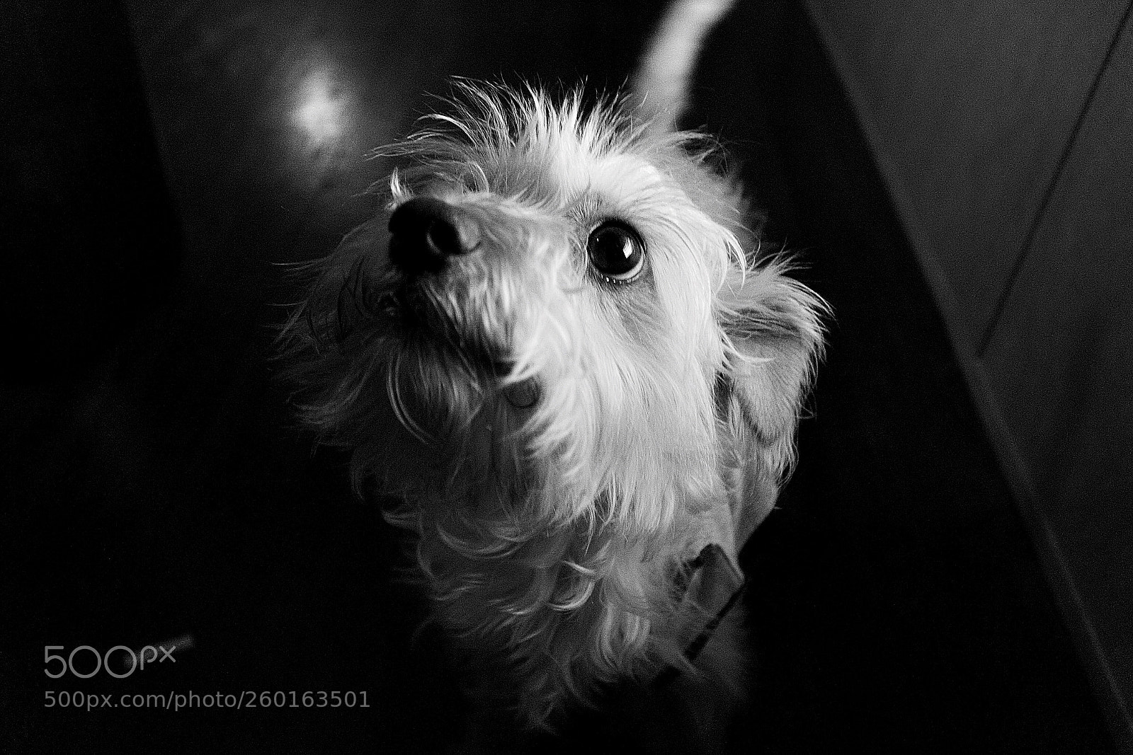 Canon EOS 1200D (EOS Rebel T5 / EOS Kiss X70 / EOS Hi) sample photo. Falkor, the neverending story. photography